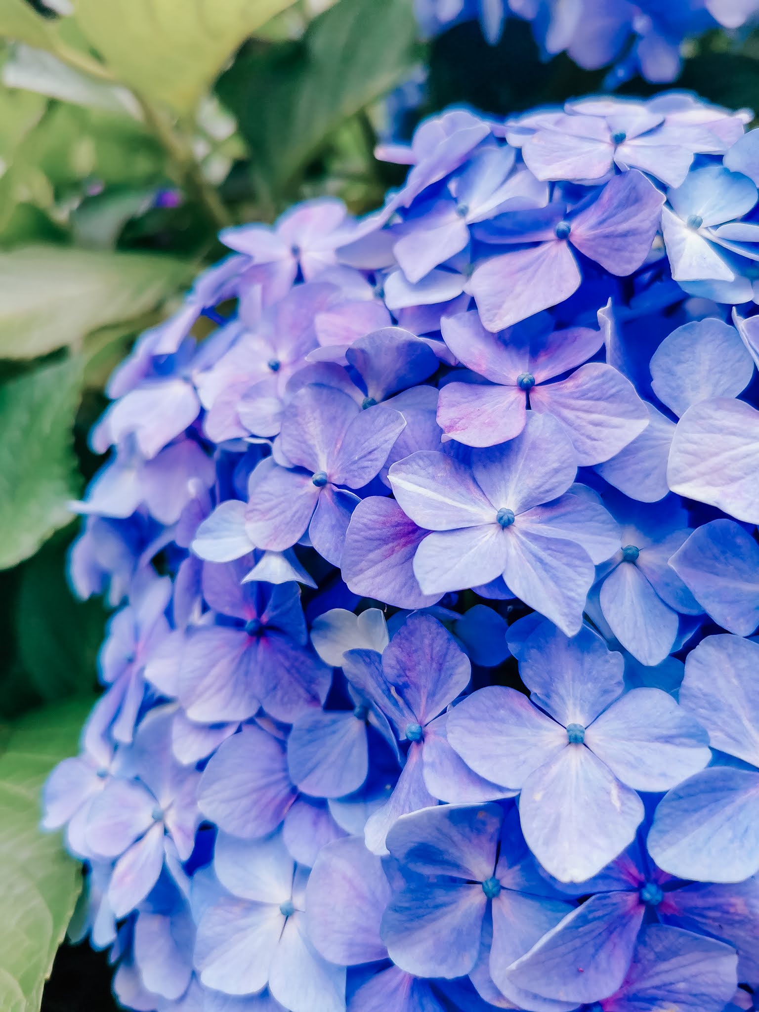 20 Hydrangea Spots in Tokyo & Kamakura | Blooming now in June | Ariel Land