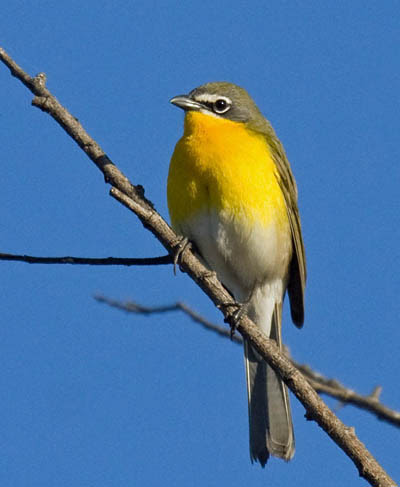 Red, Orange, & Yellow Birds of Missouri - What birds are in my backyard?