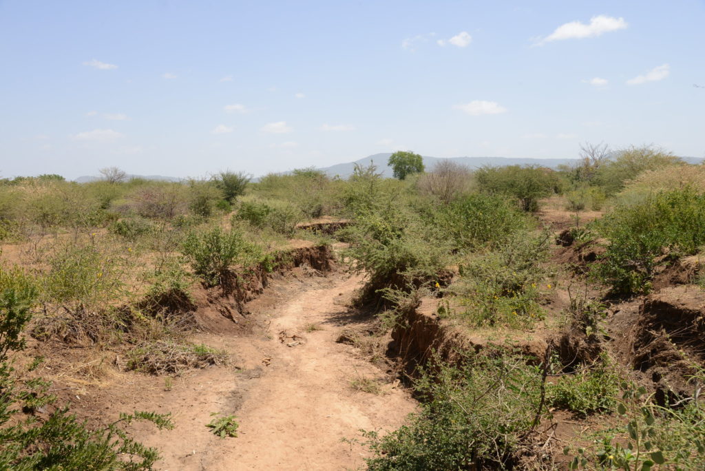 Des agriculteurs restaurent des terres arides au Kenya Africa Green Magazine