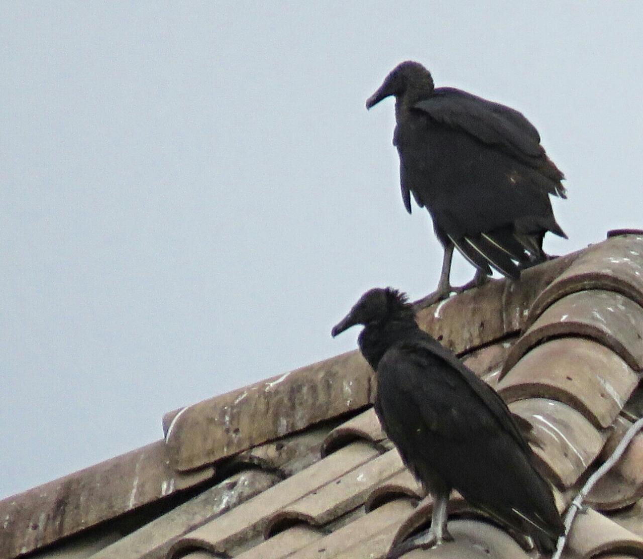 Bird & Travel Photos, Birding Sites, Bird Information BLACK VULTURES ON ROOF, WESTON, FL
