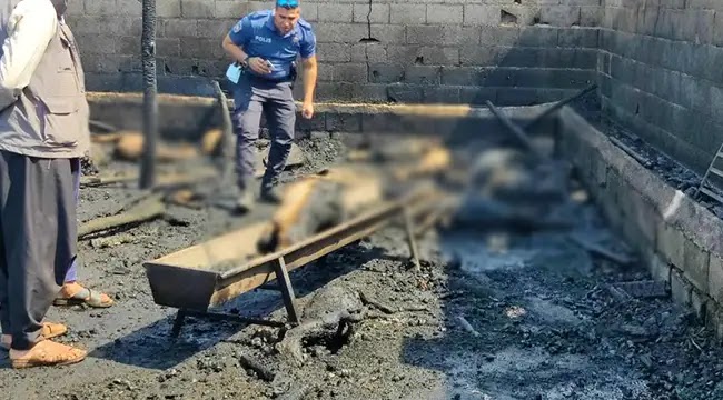 Ahır yangınında hayvanlar telef oldu