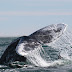 Baja's Whales & Wildlife Cruise 8 Days - 7 Nights