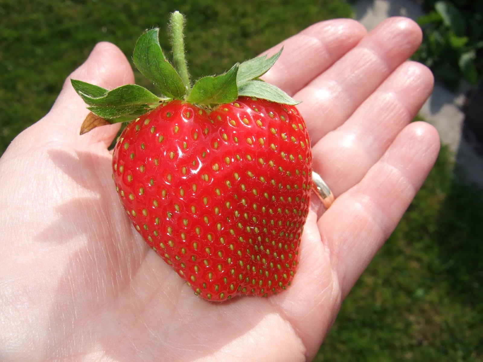 Linden Grove My Giant Strawberry