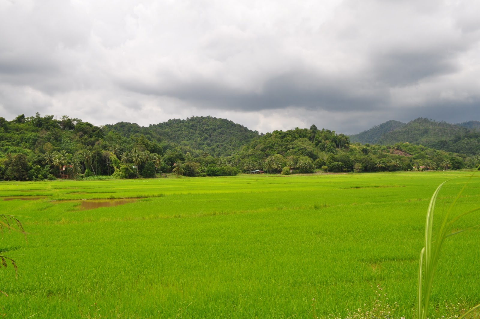 EBONG RIVERSIDE HOMESTAY: Pemandangan Di Kawasan Kampung