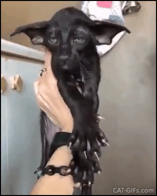 Amazing Cat GIF • Weird Black oriental shorthair shaking his huge ears in slow Motion Amazing Cat GIF • Weird Black oriental shorthair shaking his huge ears in slow Motion