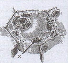 Perhatikan gambar sel berikut! Organel X berfungsi untuk....