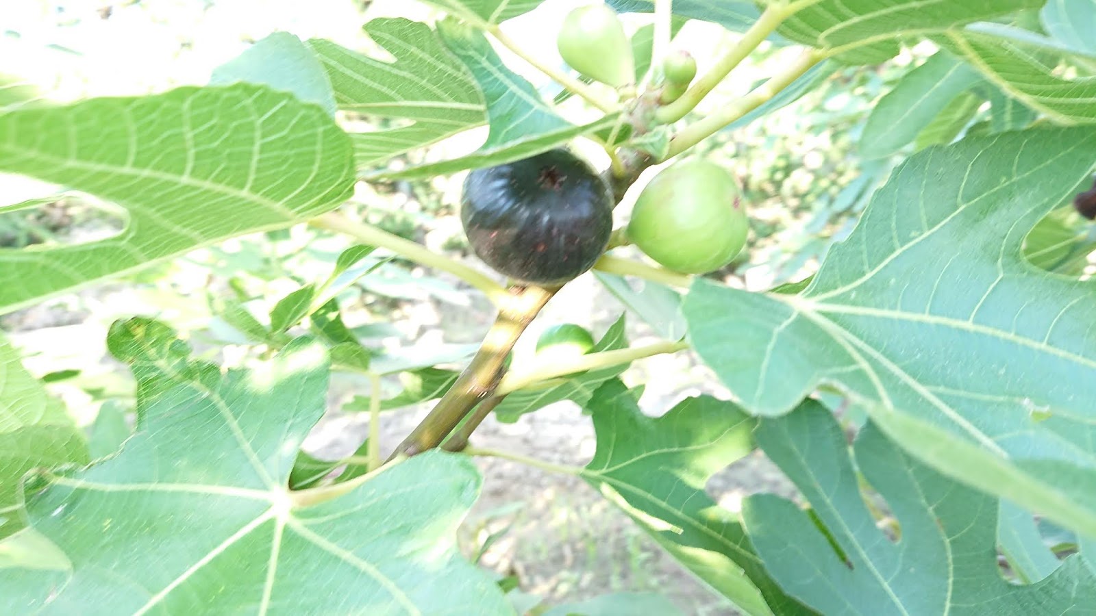 園芸知恵袋 イチジク プレコス 夏果の評価