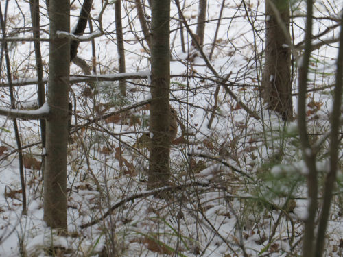 woodcock