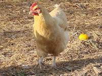 Chicken Photos