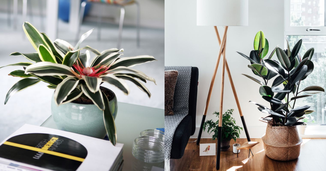8 Plants that Attract Positive Vibes to your Home