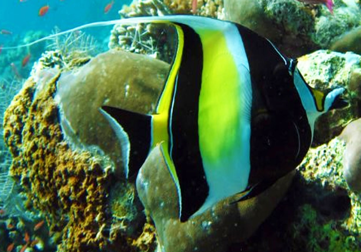 Jenis ikan hias air laut favorit | Seputar Info Menarik