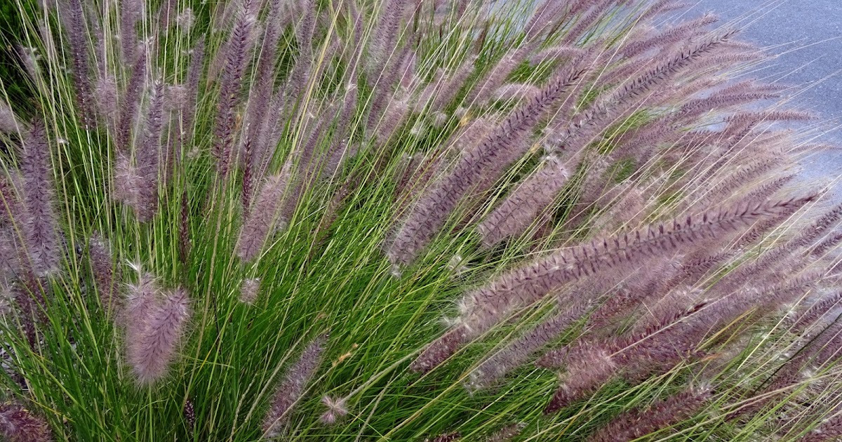 MAP ORNAMENTAL FOUNTAIN GRASS