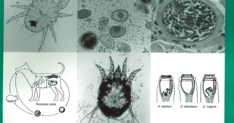 Veterinary parasitology reference manual free download windows 7 Veterinary parasitology reference manual free download windows 7