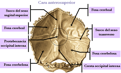 MediEstudy: Occipital bone