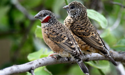 10 Jenis Finch Yang Paling Sering Dicari Pawiro Bird Farm Dove