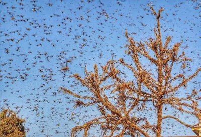 Locust attack Locust attack in India, History of Locust attack, Cause of attack, Solutions -MergeZone