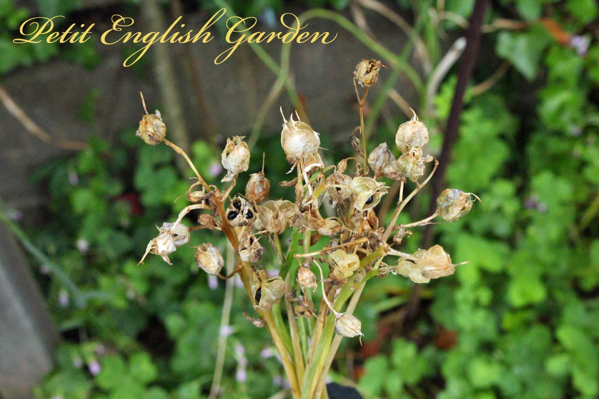 Petit English Garden By Marple Poirot Seeds Of English Bluebell イングリッシュブルーベルの種