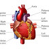 Heart Disease Causes and Cures