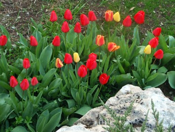 rocalla con tulipanes
