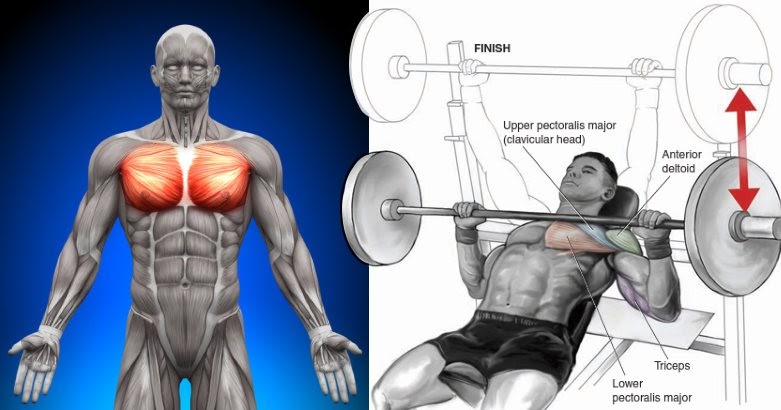The 8 x 8 Method For Chest Training Bodydulding