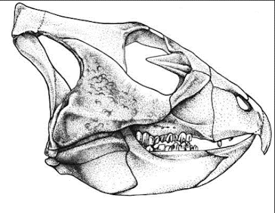 Archaeoceratops skull