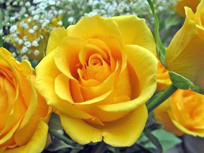 Gambar Bunga Mawar Kuning  Download Gambar Gratis
