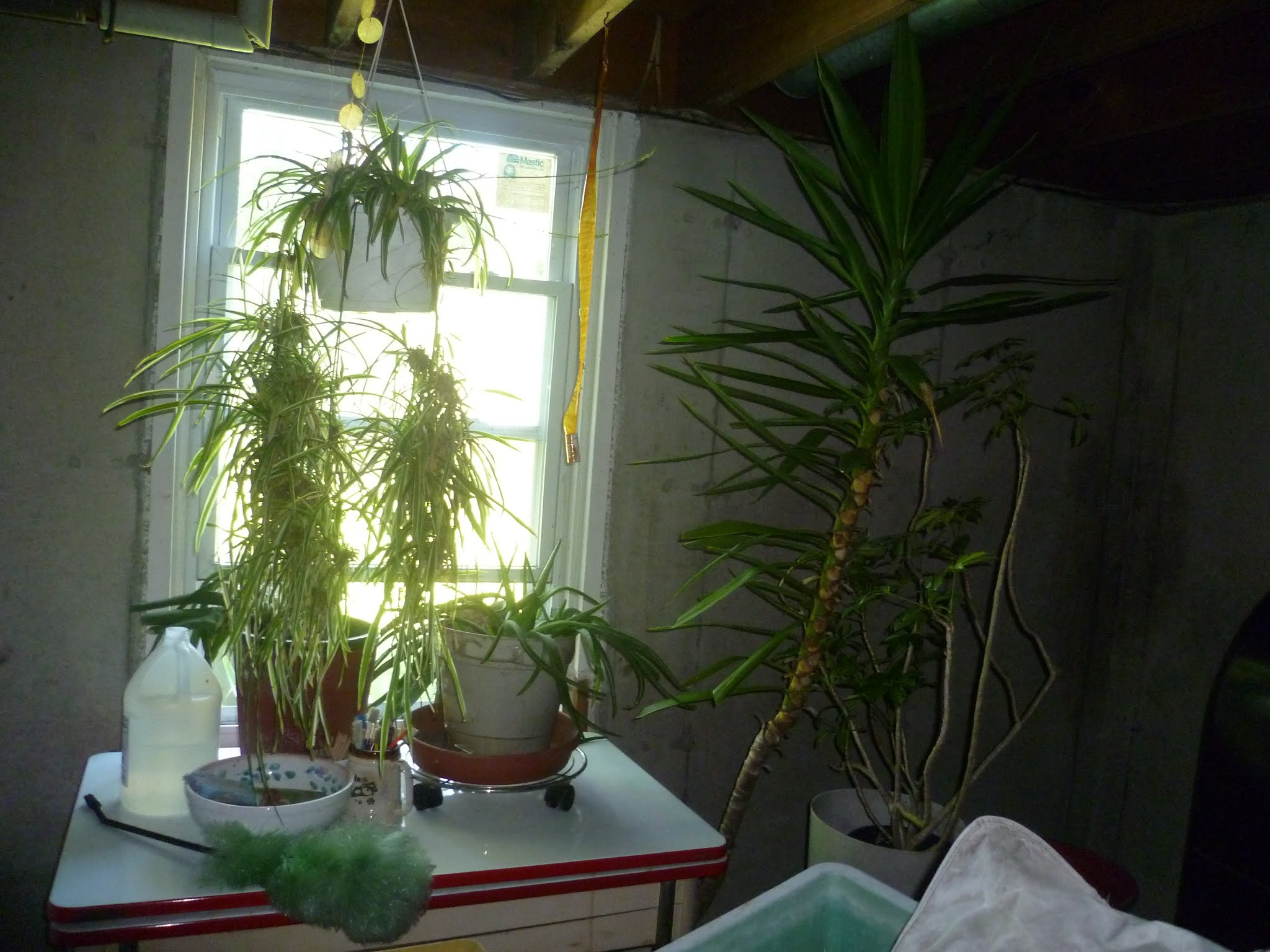 SECONDINSIGHT When Plants Hibernate