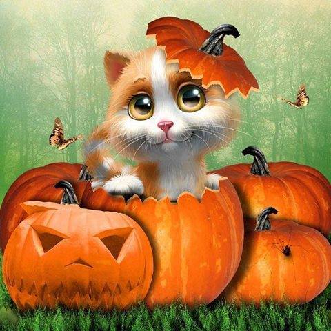 Katzenbilder Halloween