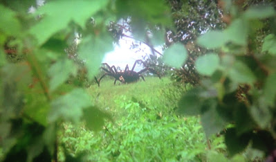 The Giant Spider Invasion 1975 Image 2