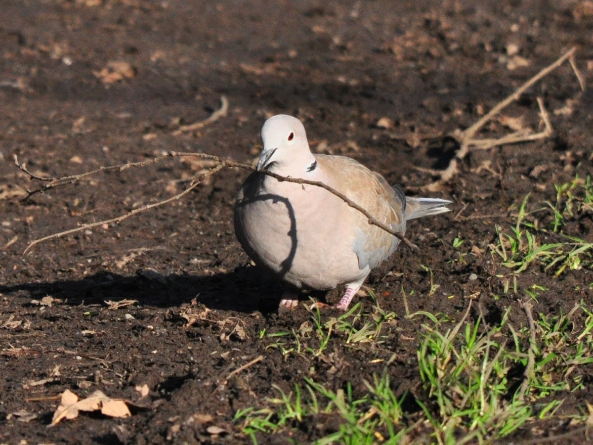Two in a bush Nest building Collared Doves