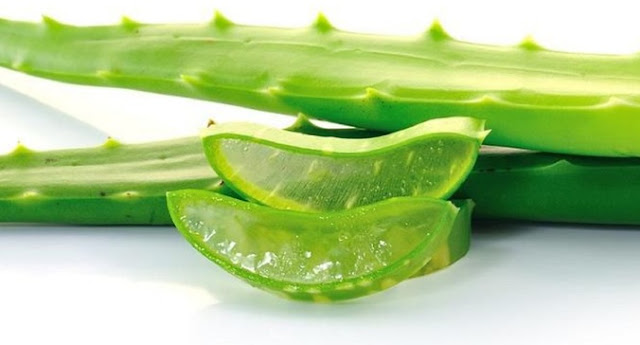 10 Jenis Tanaman Obat Asli Indonesia Beserta Manfaatnya 10 Jenis Tanaman Obat Asli Indonesia Beserta Manfaatnya