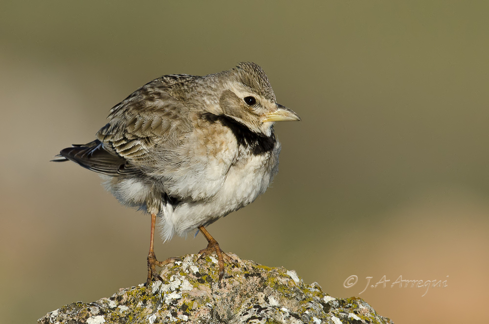 Calandria común, Melanocorypha calandra, Calandra Lark Calandria común, Melanocorypha calandra, Calandra Lark