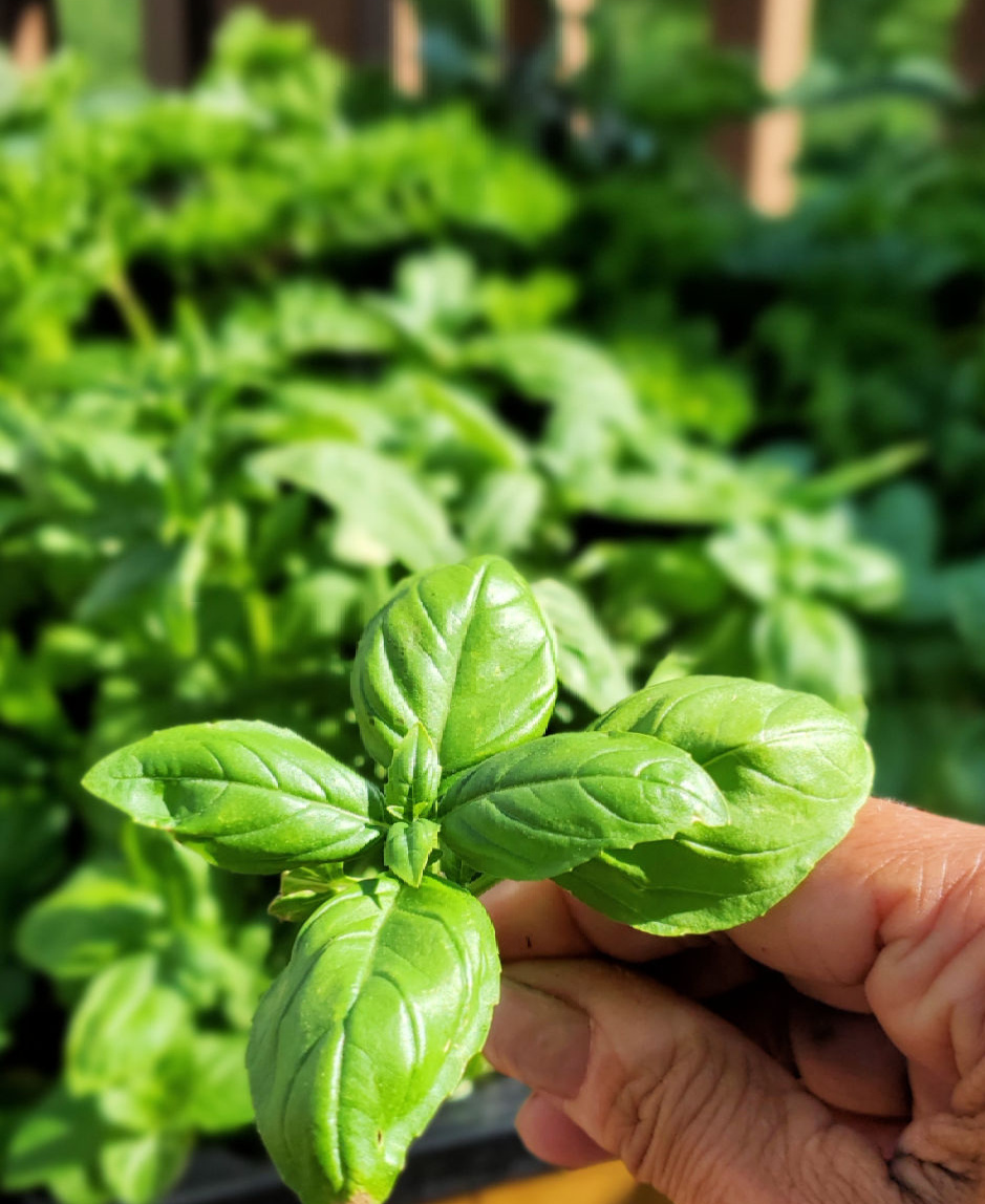 White Eggs On Basil Leaves Fold a fresh basil leaf over the end of a