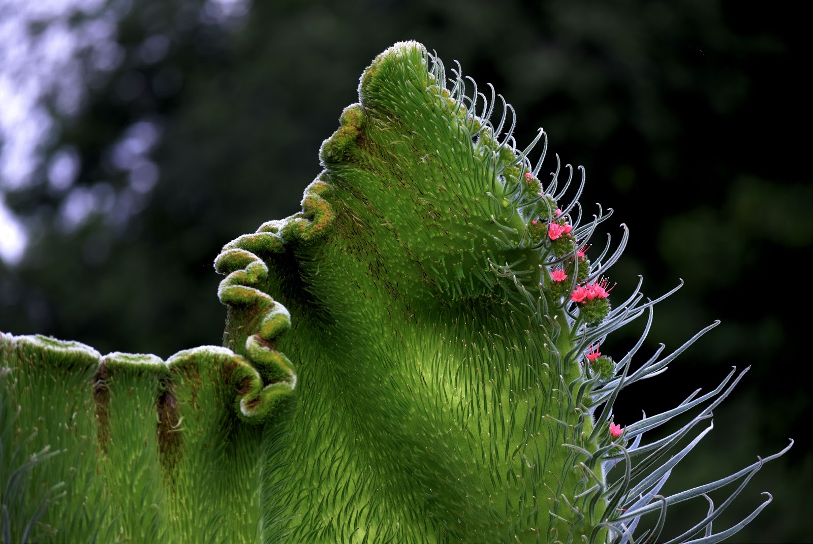 L.A. County Arboretum &amp; Botanic Garden Plant Info