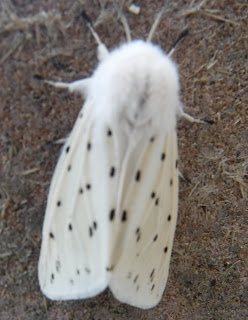 White Ermine moth Leitrim