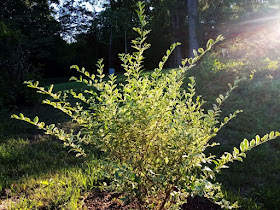 Future Plants By Randy Stewart Privet