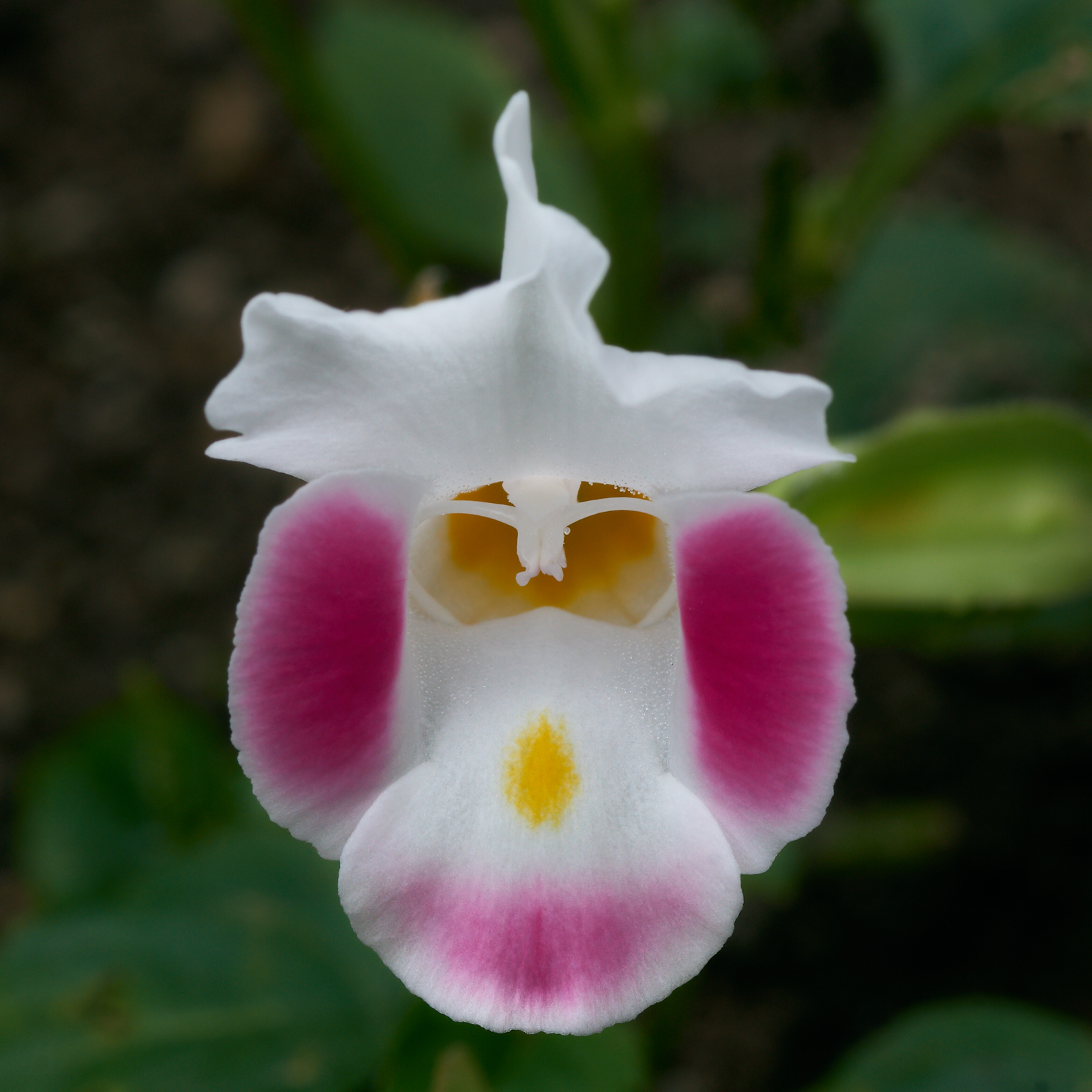 Once you see the monkey you'll never see the flower again