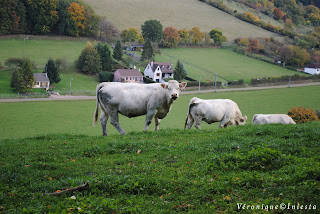 Deux jolies vaches