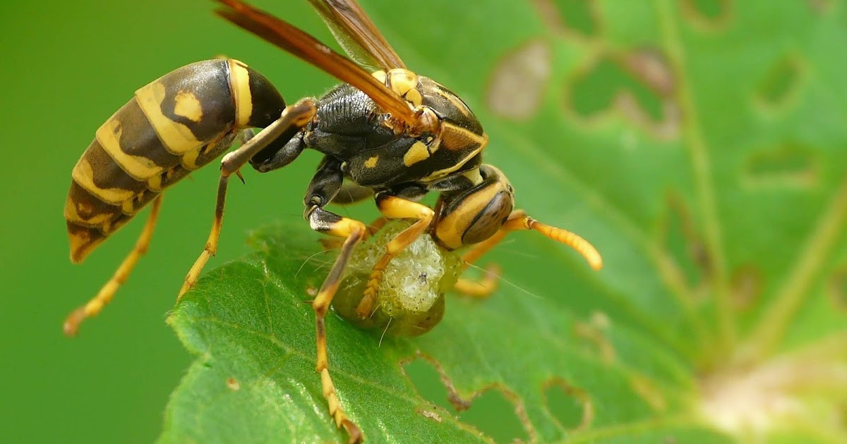 Creation - The Written Truth: #WASPS #PREDITOR WASP #NATURAL EVIL #