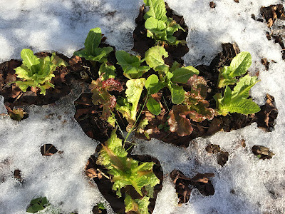 gardening in the snow - lettuce