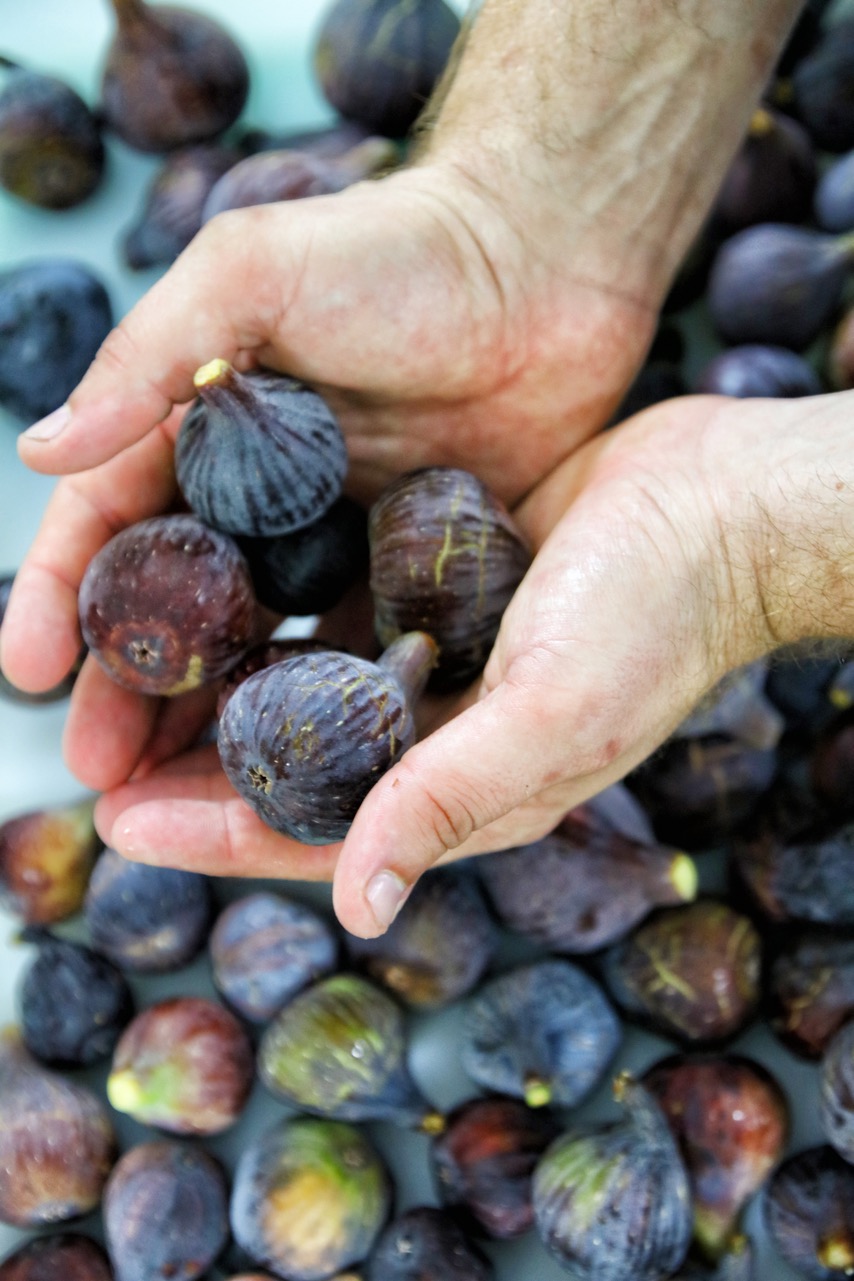 The return of the fig