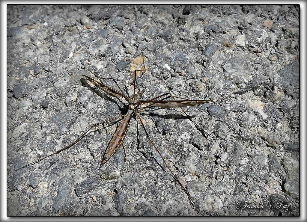 Insectos de La Rioja: Tipula maxima