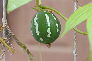 オキナワスズメウリ／シマフウセン