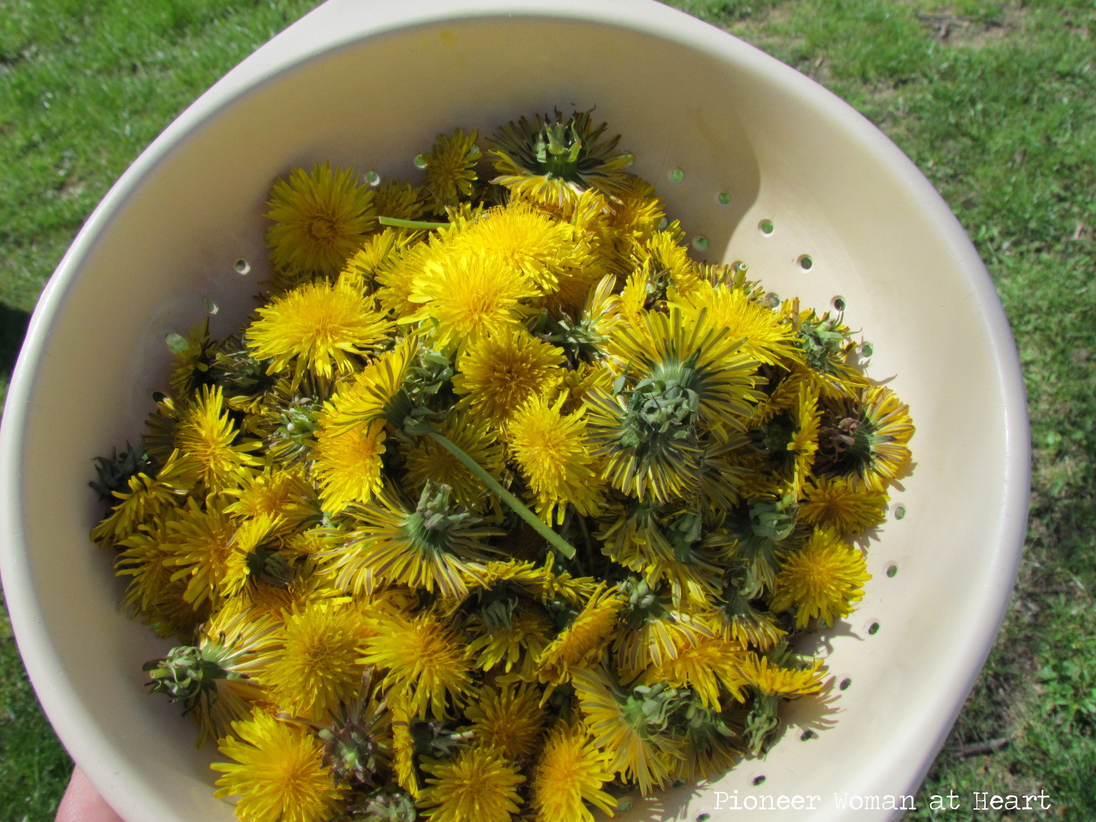1 Crimson Pygmy Barberry 2 X3 2 Royal Burgundy Barberry