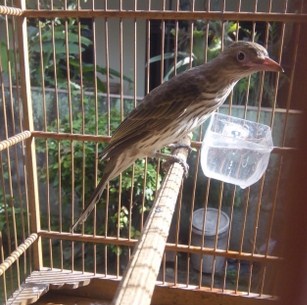 Kisaran Harga Burung Ara Timor Mata Merah Saat Ini 2017 Kicau Mania