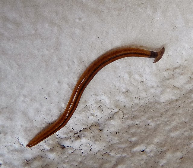 The Bizarre Hammerhead Worm: Substrate Predator Extraordinaire | The