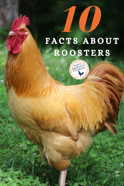 These top 10 facts about roosters may just have you considering adding these beauties to your backyard flock.