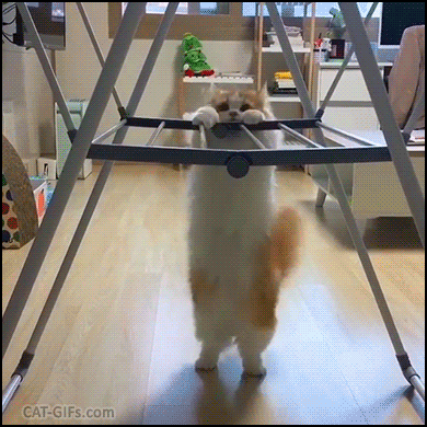 Funny Cat GIF • Determined Munchkin cat just trying to do pull ups. So Cute fail! Me, Monday morning at the gym. Funny Cat GIF • Determined Munchkin cat just trying to do pull ups. So Cute fail! Me, Monday morning at the gym.
