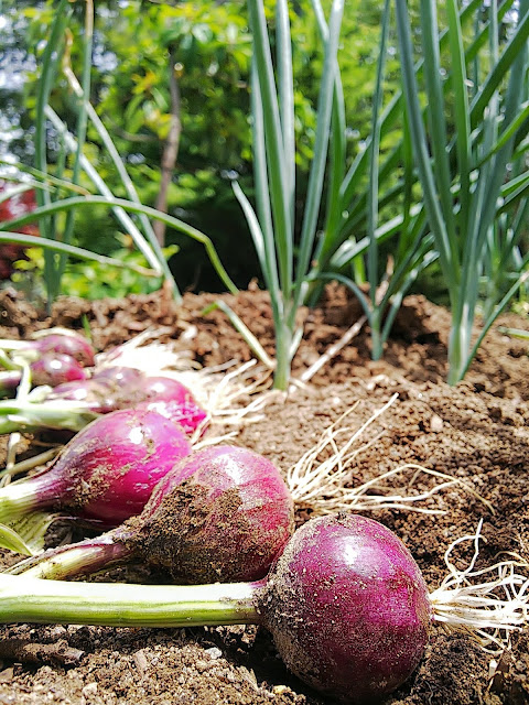 冷涼な地域に適さない赤玉葱の種蒔きから収穫。Harvest Red onion.