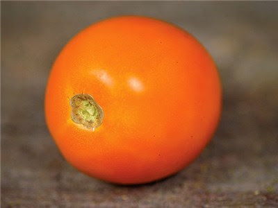 16 Best Garden Tomatoes Images Tomato Seeds Tomato Garden Tomato